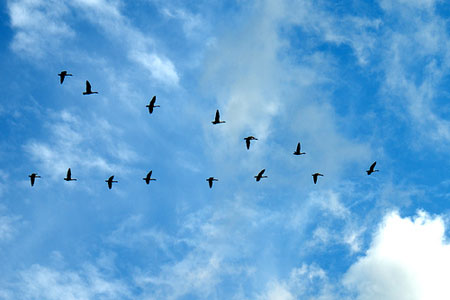 Collaborative Leadership: Lessons From Bird Flocks